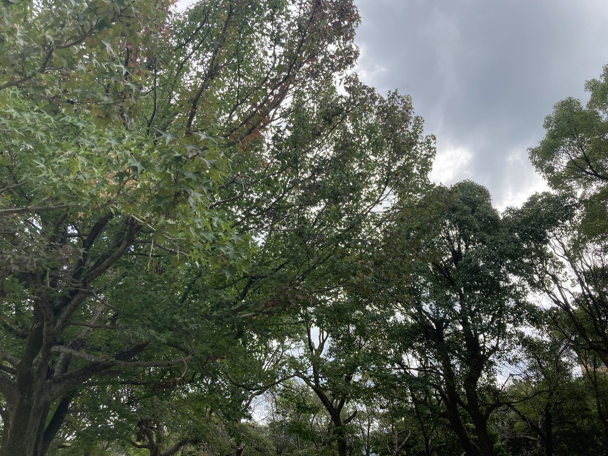 climax_stripper's tweet photo. 気分転換に公園へ散歩。
緑は気持ちいい🌳 https://t.co/Z9nSePjlMW