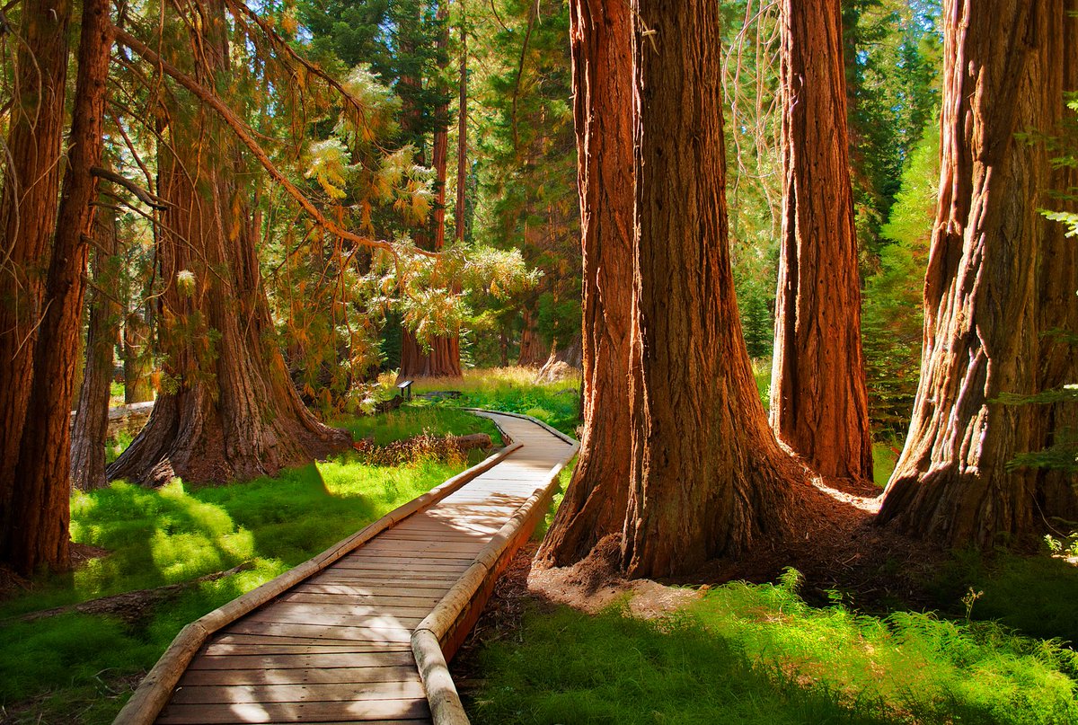 travsimHQ's tweet photo. Top 5 Biggest USA forests to visit in 2022 https://t.co/dO8pxKNtr8

#usaforests #travSIM #forest https://t.co/uebMCJYuuV