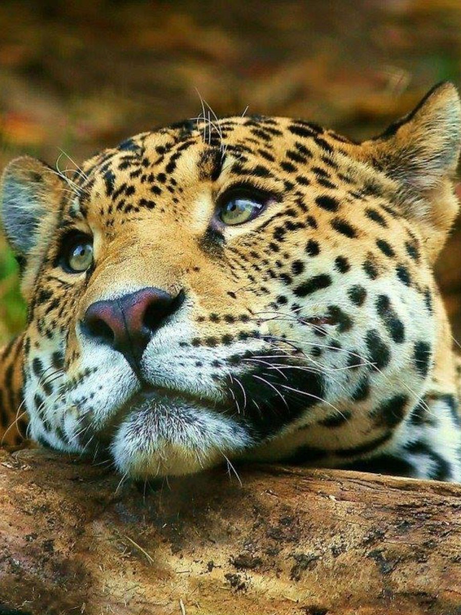 tonideltoro71's tweet photo. LA IMAGEN MAS HERMOSA https://t.co/ukBlBJzDjS