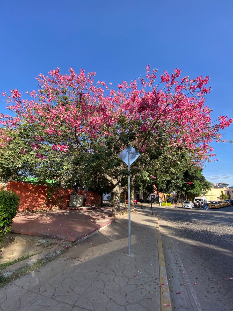 CentralQNoticia's tweet photo. #Espectacular un #Pochote en la capital oaxaqueña luce en su máximo esplendor, este hermoso árbol se ha vuelto un atractivo natural de la Calzada de la República, sus flores han hecho que decenas de personas se detengan a tomarle fotografías.
#CentralQNoticias #Oaxaca https://t.co/zlyIouzibc