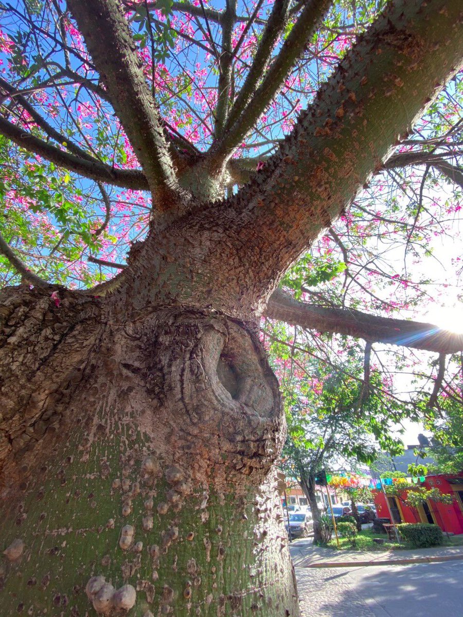 CentralQNoticia's tweet photo. #Espectacular un #Pochote en la capital oaxaqueña luce en su máximo esplendor, este hermoso árbol se ha vuelto un atractivo natural de la Calzada de la República, sus flores han hecho que decenas de personas se detengan a tomarle fotografías.
#CentralQNoticias #Oaxaca https://t.co/zlyIouzibc