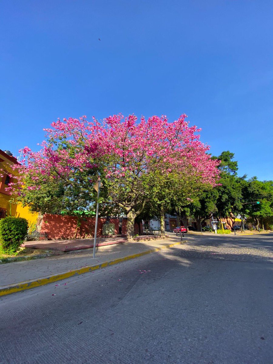 CentralQNoticia's tweet photo. #Espectacular un #Pochote en la capital oaxaqueña luce en su máximo esplendor, este hermoso árbol se ha vuelto un atractivo natural de la Calzada de la República, sus flores han hecho que decenas de personas se detengan a tomarle fotografías.
#CentralQNoticias #Oaxaca https://t.co/zlyIouzibc