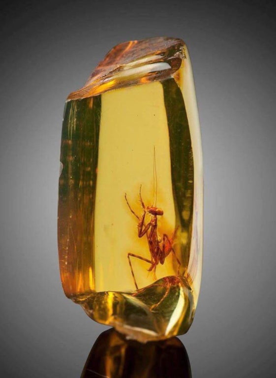 Praying mantis that has been in amber for 12 million years. 
By gyt77