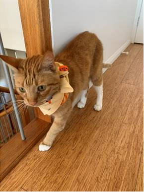 It's our annual bandana appeal for the cancer charity Canteen. ACC folk can buy a bandana for a mere $5 from our Cannon Hill reception desk or at ACC's Roma office. Then send us a pic like this fashionable feline, Toblerone. @CanteenAus #bandana #charity #pets