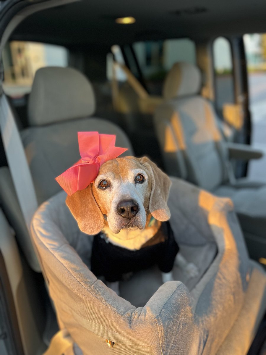 beaglemama's tweet photo. @dog_rates @subaru_usa This is Penny Lane.When she was rescued in Dec 2020 she was found to have a grade 4 heart murmur, inguinal hernia, teeth so bad they fell out into her water bowl, and she didn’t know any words.Turns out she’s deaf.She’s living the BEST life now and loving every minute of it! https://t.co/fsf2rlf7Lx