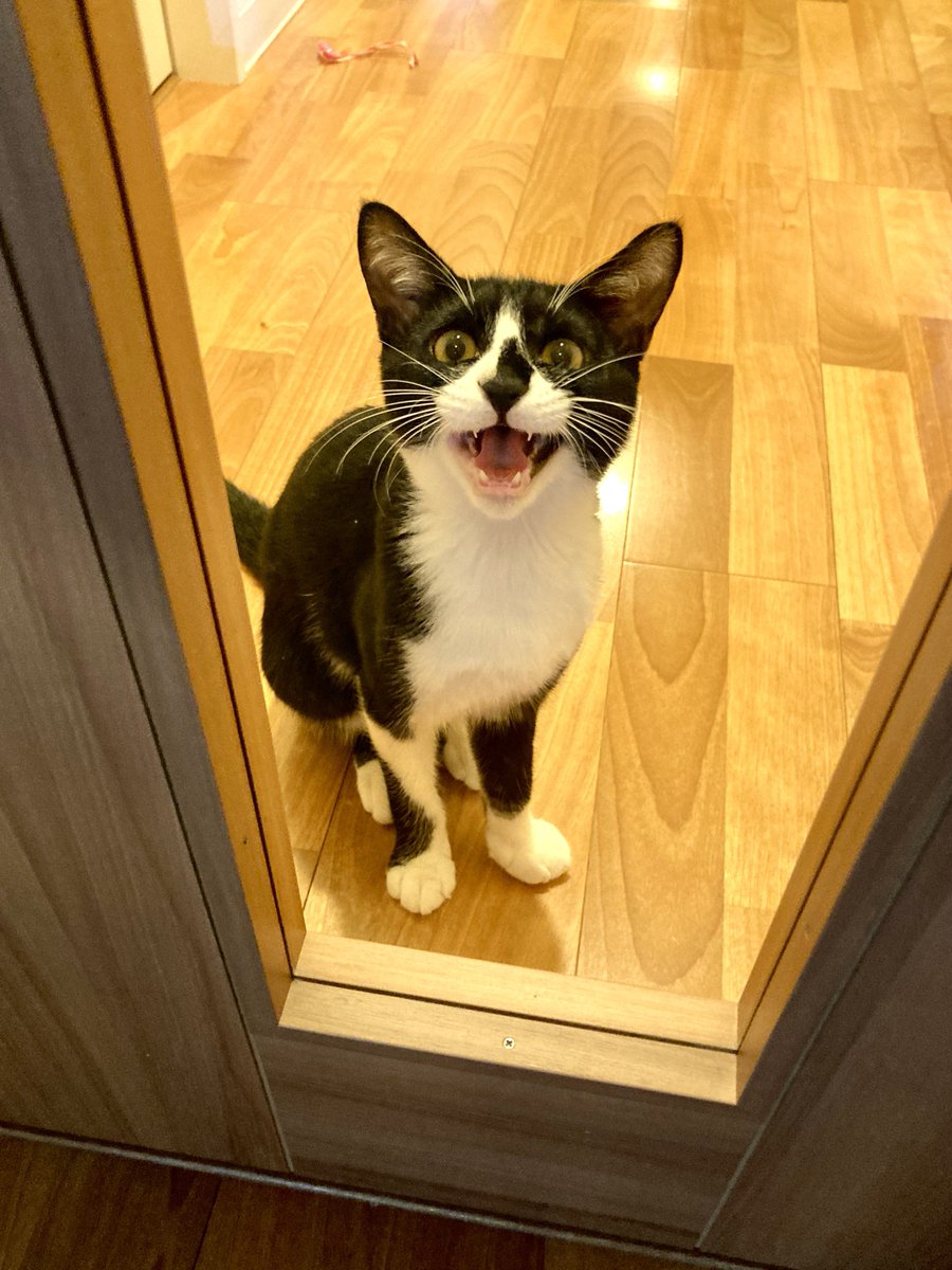 Aiko S Optimal Today