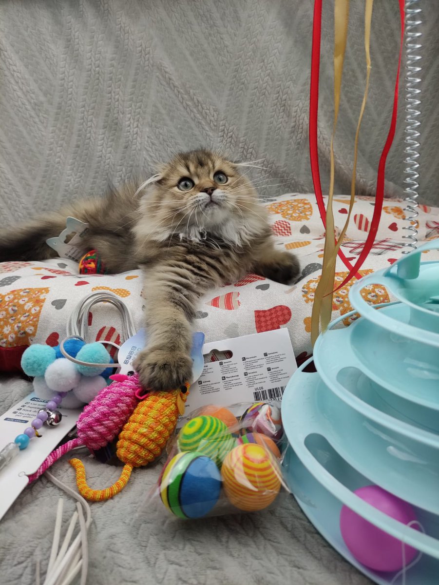 Guys! I'm shocked! You have collected twice as many likes as required 🙀🙀🙀 Thank you very much for such activity!!!  🥰 As promised, I bought a kitten of toys 😸 He is very happy and grateful to each of you 💕♥️😊 Thank you all again 🤩🤗