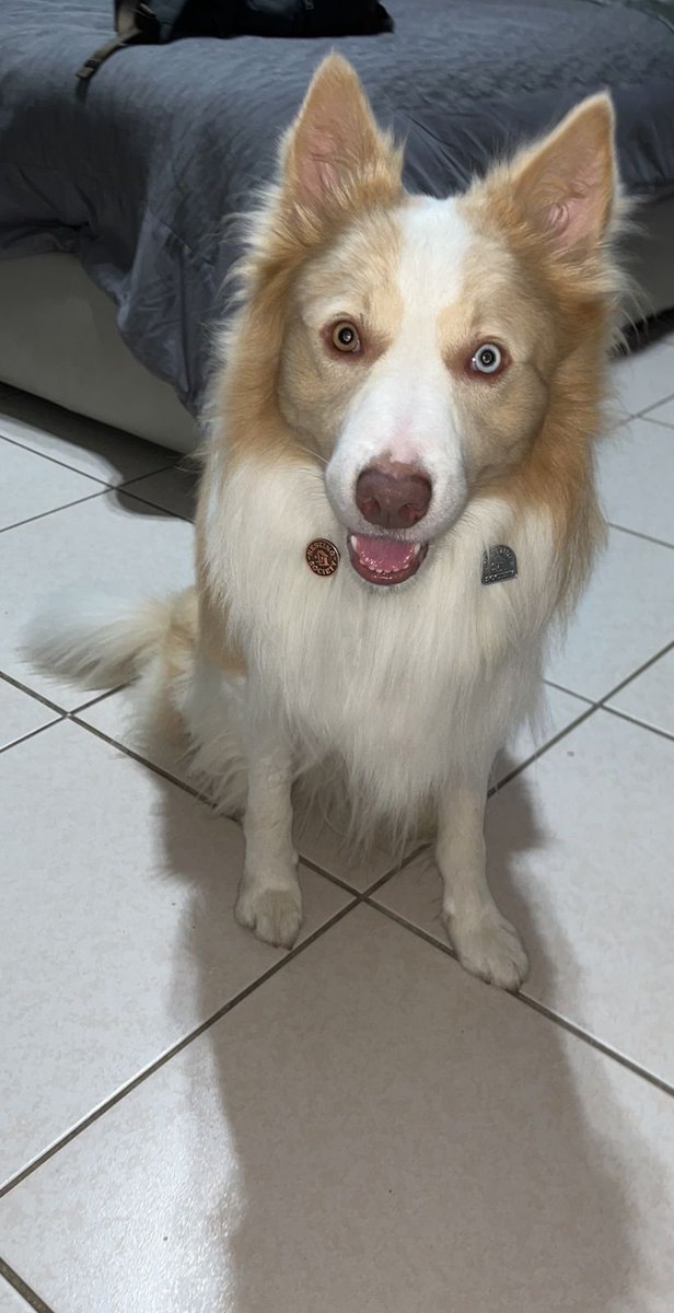 The <a href="/moonbirds/">Moonbirds</a> DAO announcements were amazing,  Just had a nice walk with my buddy from the Nesting Society, the collie is birbish! Gotta get some pet merch now... <a href="/JustinMezzell/">Justin Mezzell</a>  <a href="/kevinrose/">Kevin Rose</a>