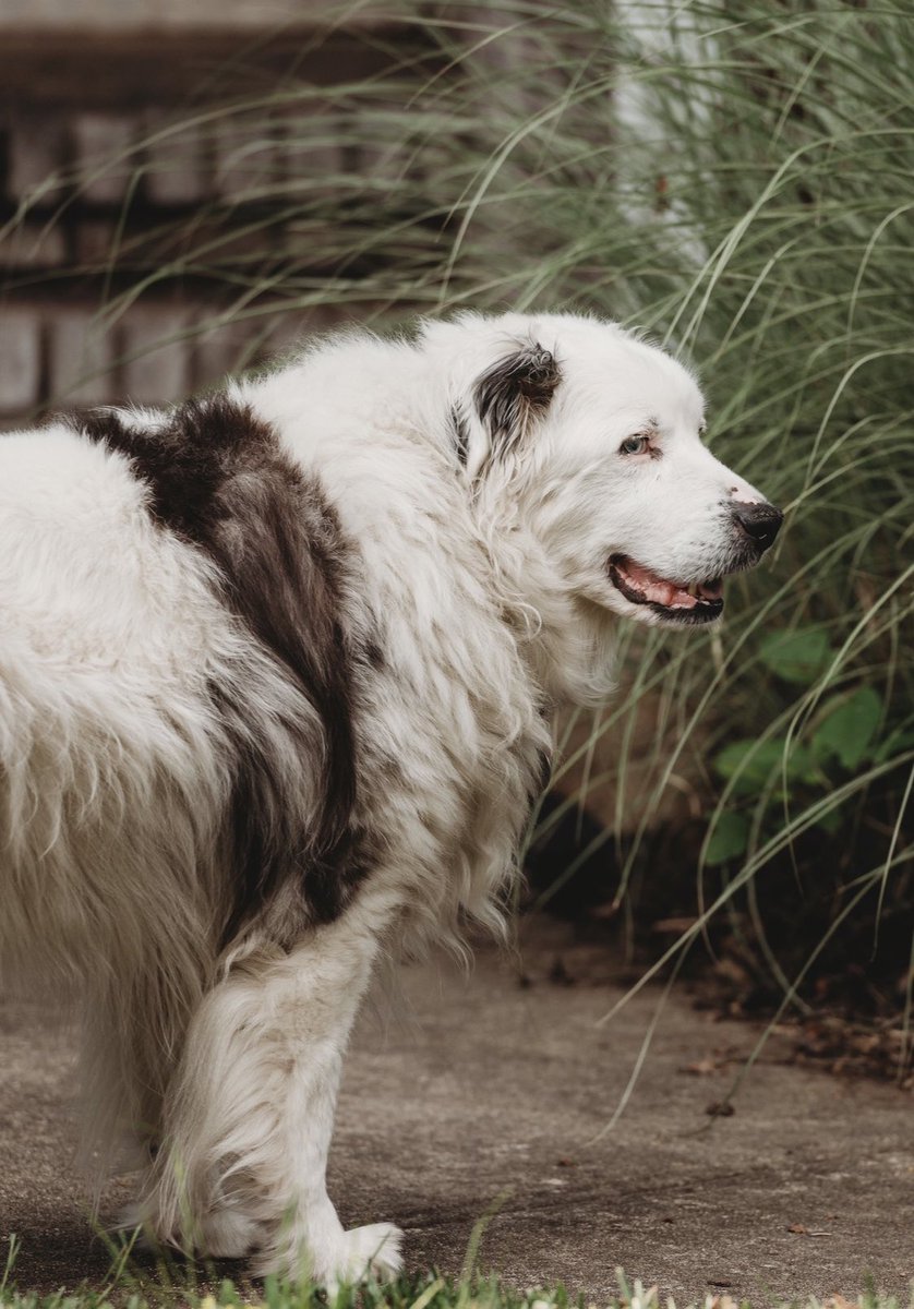 basicbarb's tweet image. Said goodbye to my childhood floof today 😢