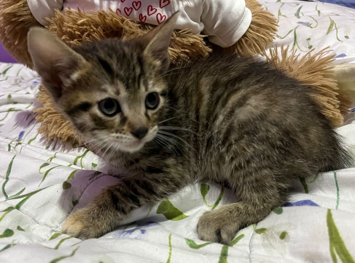 Gatitos de 1.5 meses en adopción súper responsable. Ellos fueron rescatados de una cajita en medio de la pista, con la lluvia encima. Están desparasitados. Se merecen un final feliz. RT por favor para que todos consigan casita. 🙏❤️