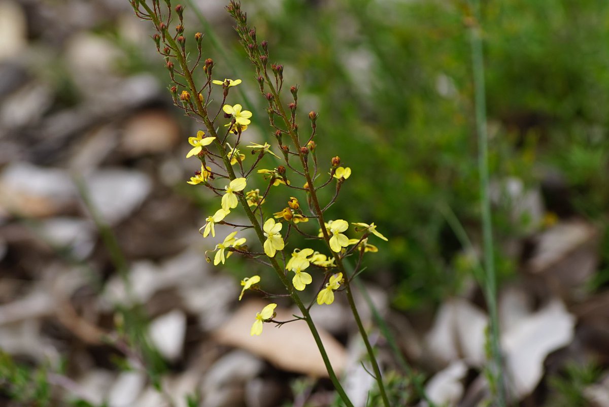 lost_in_botany's tweet photo. #Stylidium diuroides #Stylidiaceae the Donkey #Triggerplant, this one’s a slight different variation of ones I have seen with l small dark red markings near the centre. Also showing the leaves which out of flower look like little tufts of grass https://t.co/9kVXrHUpPI
