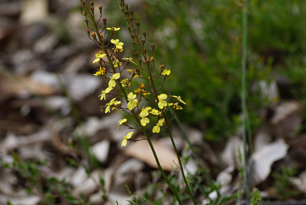 lost_in_botany's tweet photo. #Stylidium diuroides #Stylidiaceae the Donkey #Triggerplant, this one’s a slight different variation of ones I have seen with l small dark red markings near the centre. Also showing the leaves which out of flower look like little tufts of grass https://t.co/9kVXrHUpPI