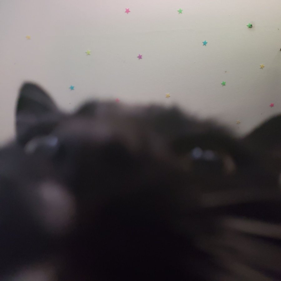 hiheres. Ny little kity