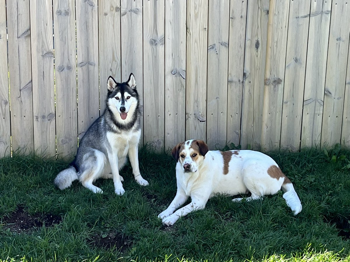nepayne2's tweet photo. @dog_rates @subaru_usa My rescue babies! Strangely enough the husky I rescued from Texas in the US and the Pittie mix from Northern Manitoba, Canada. https://t.co/583yOKEXU9