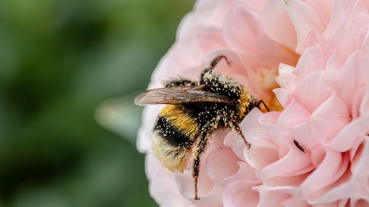 Mondays bee like…

We’re busy tallying #beeskneesweek posts but want to extend a heartfelt thank you to everyone who helped make this year’s celebration a huge success. Any guesses how much #pollinatorhabitat we'll be planting this year??🌻🐝

#bees #pollinators #savethebees
