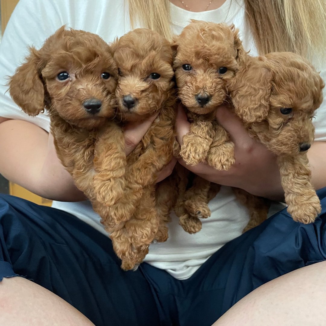TMH_breeder's tweet photo. もずくベビー、くりベビーたちは家族が決まりました☺️
ご連絡いただきました皆様、ありがとうございました！

また、妊娠が分かり次第ご報告させていただきます！
#ご家族決まりました
#トイプードルパピー
#トイプードルブリーダー
#茨城県ブリーダー
#犬好きさんと繋がりたい https://t.co/NGBAYceqyO