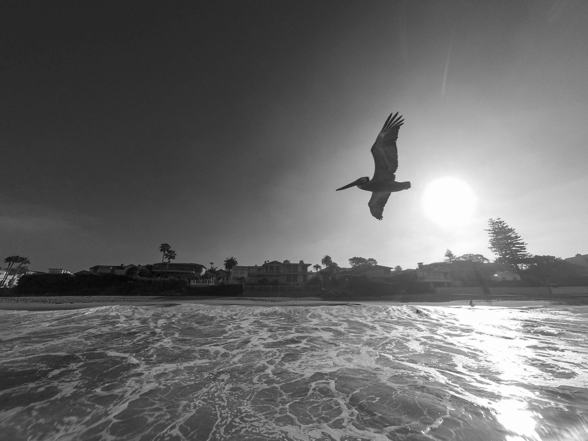 Flying through Monday. 

Prints and more available below: 
daniel-politte.pixels.com/featured/fligh…

#BlackandWhite #bnw #beach #beachvibes #bird #pelican #lajolla #sandiego #BuyIntoArt #FallForArt #california #nft #sunrise #photography #surfart #wallartforsale #gifts #art #print #surf #moods