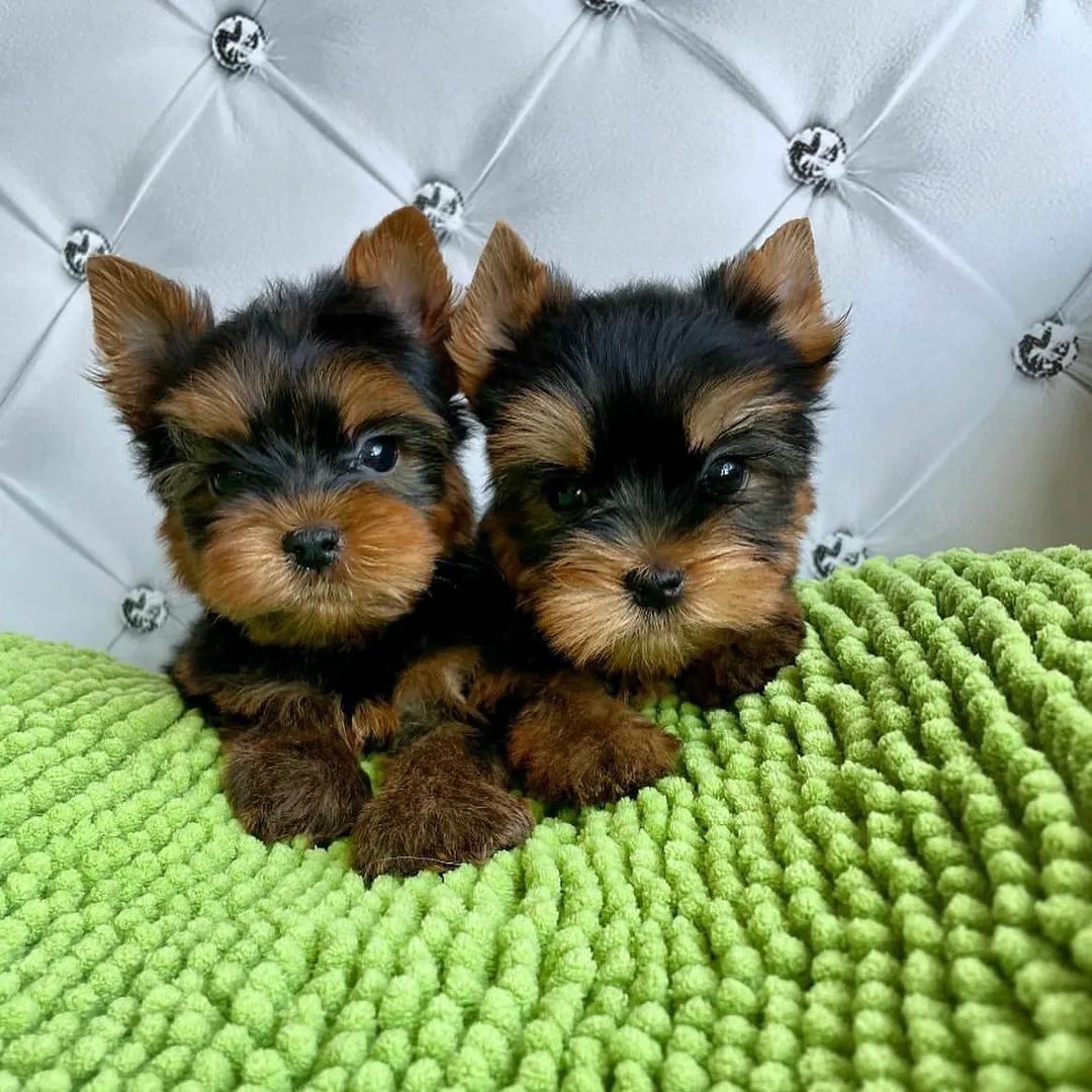 Stephan27294474's tweet photo. Teacup Yorkie Puppies for rehoming ❤️❤️

Veterinarian examination, ✅
Puppy Crate Trained ✅
Health certificate, ✅
Health guarantee, ✅
Pedigree, ✅
Travel crate, ✅
📑...Registered,✅
💪...Healthy and ready to go,✅
💉...Vaccinated &amp; Dewormed✅
SHIPPING IS AVAILABLE (safe) https://t.co/qLJGVpgfdi