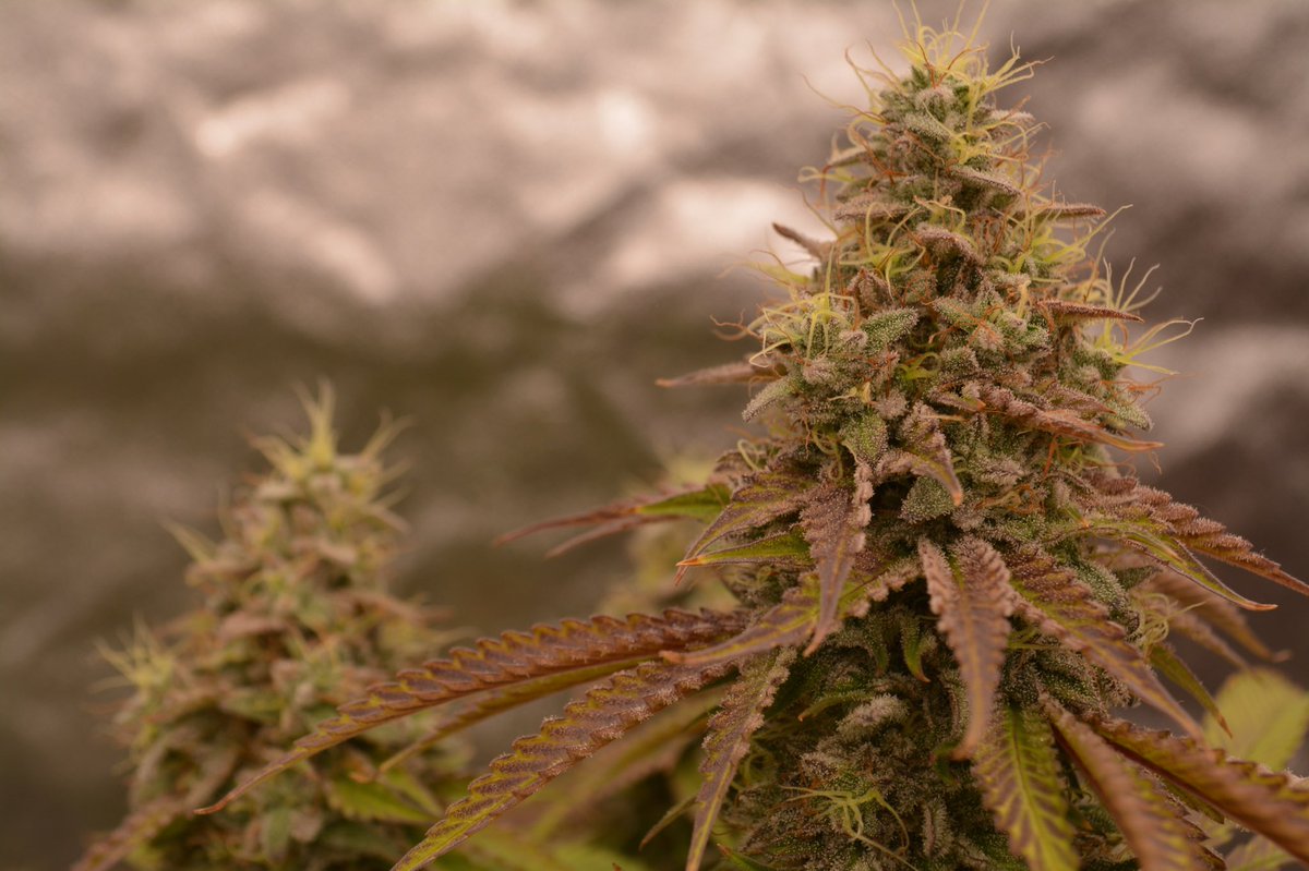 terpytrichomes's tweet photo. Been a minute since I’ve posted a grow update; here’s the Dirty Banana finishing up nicely in week 10! 

#Mmemberville #CannabisCommunity #growyourown #livingsoil #harvest https://t.co/InBJZvgAr2