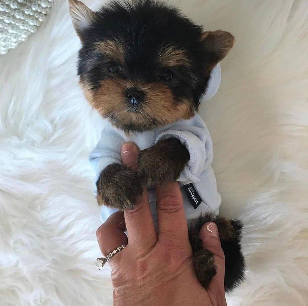 Stephan27294474's tweet photo. Amazing Yorkie puppies Available. https://t.co/5mAaRVsd0T