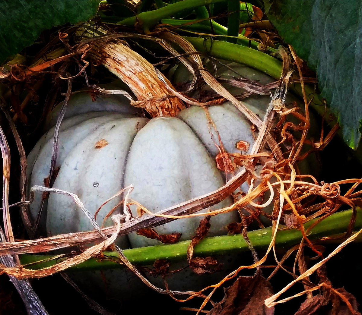 DeFord_Studios's tweet photo. Excited to share the latest addition to my #etsy shop: Queensland Blue Pumpkin -Autumn Harvest-Original Photo-Digital Download-Print Instantly #pumpkinpatch #autumn #thanksgiving
 https://t.co/bPE9ekQwHI https://t.co/lvw9O5GPn6
