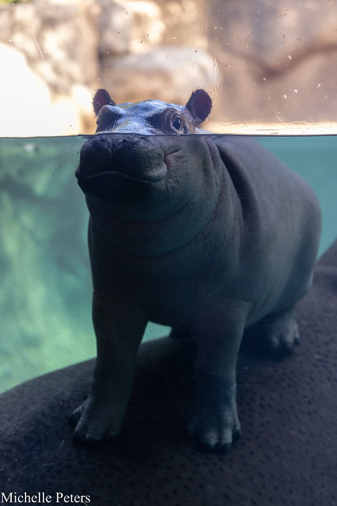 Baby hippo Fritz is two months old today!