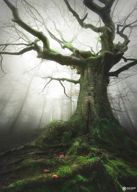 The Witch Tree
species: Beech (Fagus Sylvatica)
age: 130 yrs
region: Bladel, Nth Brabant
The Netherlands

#thicktrunktuesday #trees #nature 
#witches #witchcraft #halloween