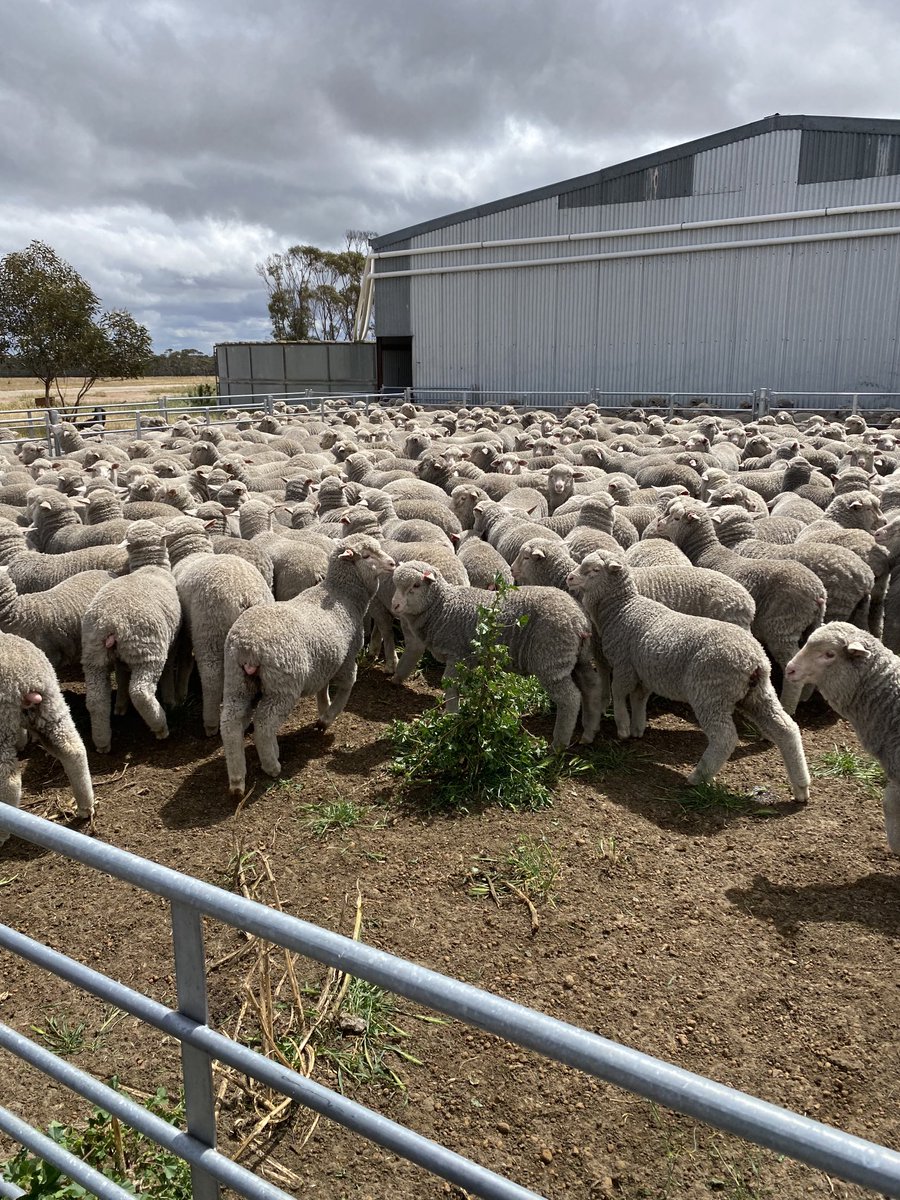 Weaning flock 1100 lambs, not bad for twins