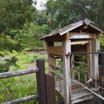 ツイートに含まれる画像