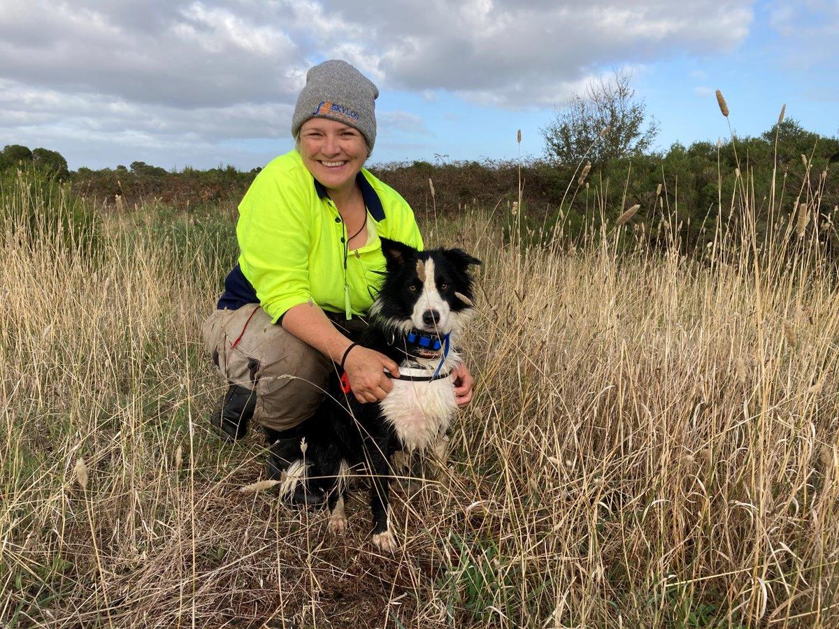 Meet Raasay, paws down Melbourne Water’s best employee when it comes to sniffing out an invasive grass in tidal estuaries. Find out more about her important work in protecting our waterways here. bit.ly/3E6drcr @SkylosEcology