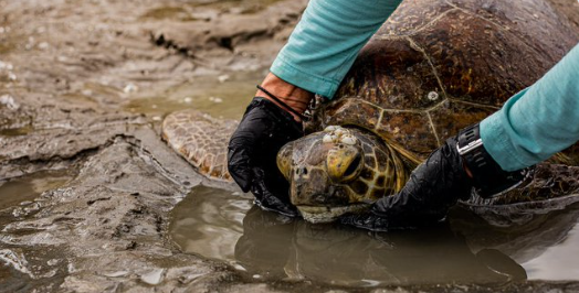 🚨PUBLICATION ALERT🚨
Green sea turtles &amp; dugongs are grazers of Australian seas &amp; rely heavily on seagrass.
Sadly, floodwater carries dense clouds of sediment, choking lush seagrass meadows on which these gentle grazers rely, writes <a href="/mantaturtle/">Dr. Kathy A. Townsend</a>
DOWNLOAD bit.ly/3C30LjX