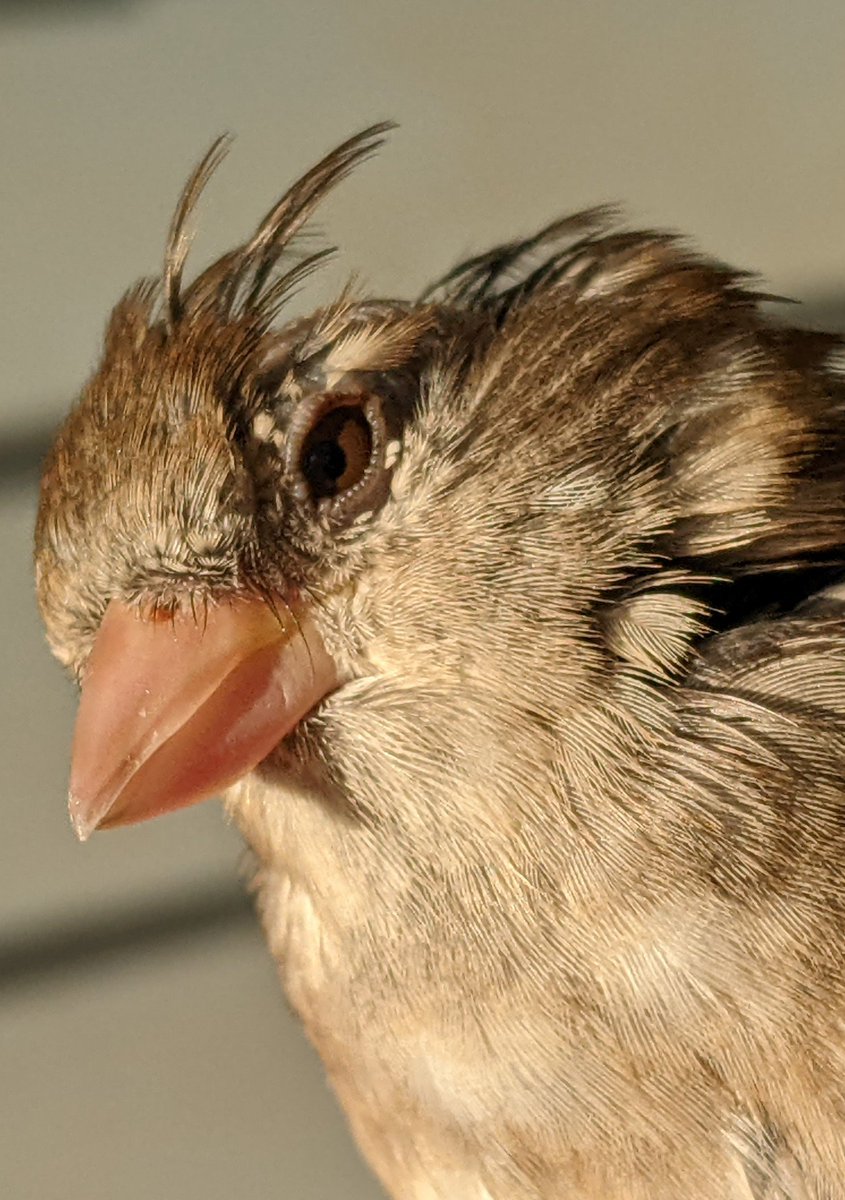 "Where's my head?!"
Moulting Fashion
#birdphotography #bird #sparrow