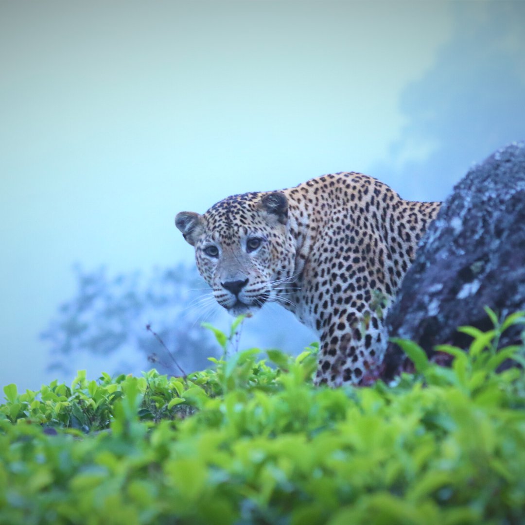 Resplendentcy's tweet photo. Read about our efforts in establishing impactful 'landscape conservation' with the technical expertise of the Wilderness and Wildlife Conservation Trust. 

https://t.co/k79YJs07lX

#ResplendentCeylon #CuratingMeaningfulJourneys #LandscapeConservation #LeopardsoftheHighlands https://t.co/QRa4amP94w