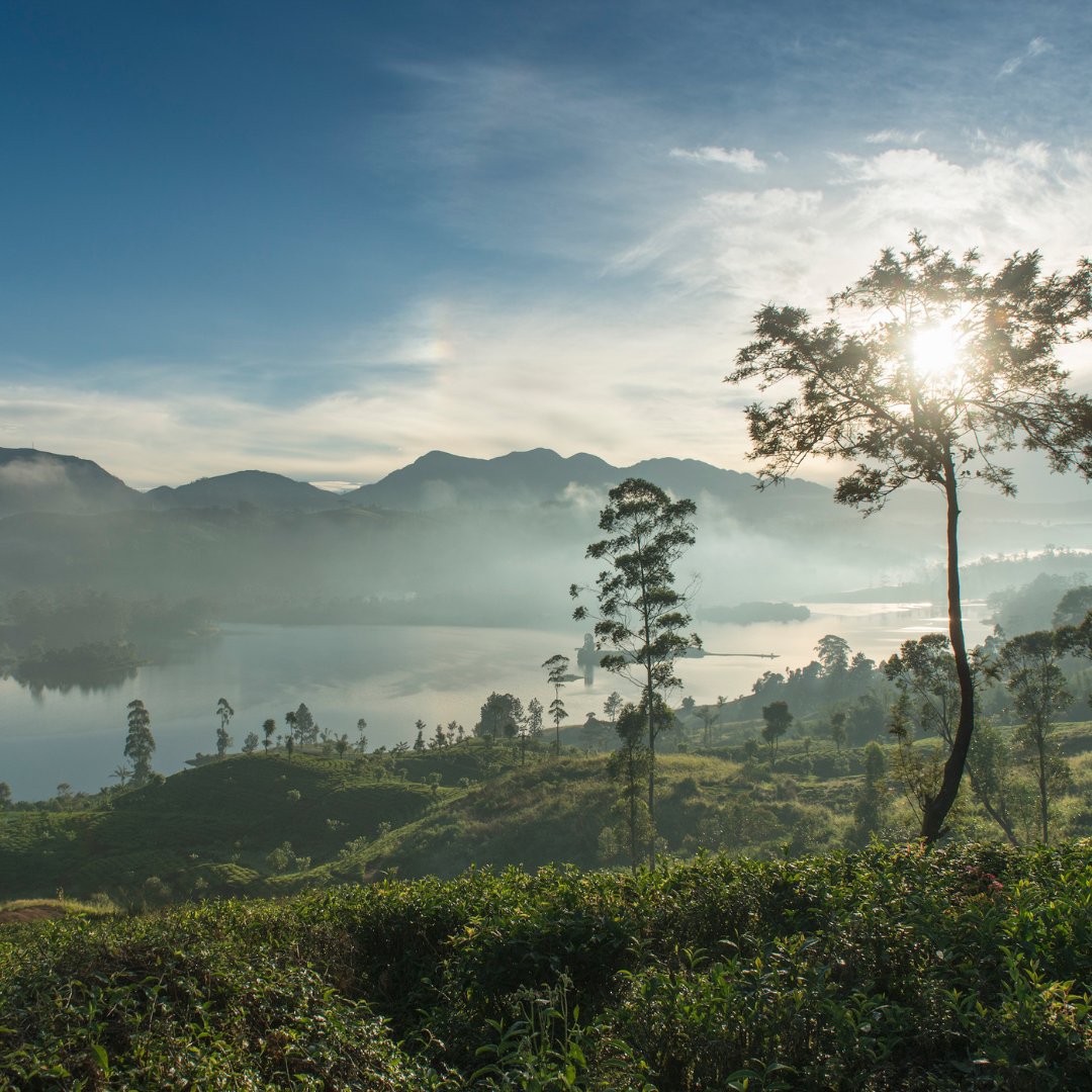 Resplendentcy's tweet photo. Read about our efforts in establishing impactful 'landscape conservation' with the technical expertise of the Wilderness and Wildlife Conservation Trust. 

https://t.co/k79YJs07lX

#ResplendentCeylon #CuratingMeaningfulJourneys #LandscapeConservation #LeopardsoftheHighlands https://t.co/QRa4amP94w