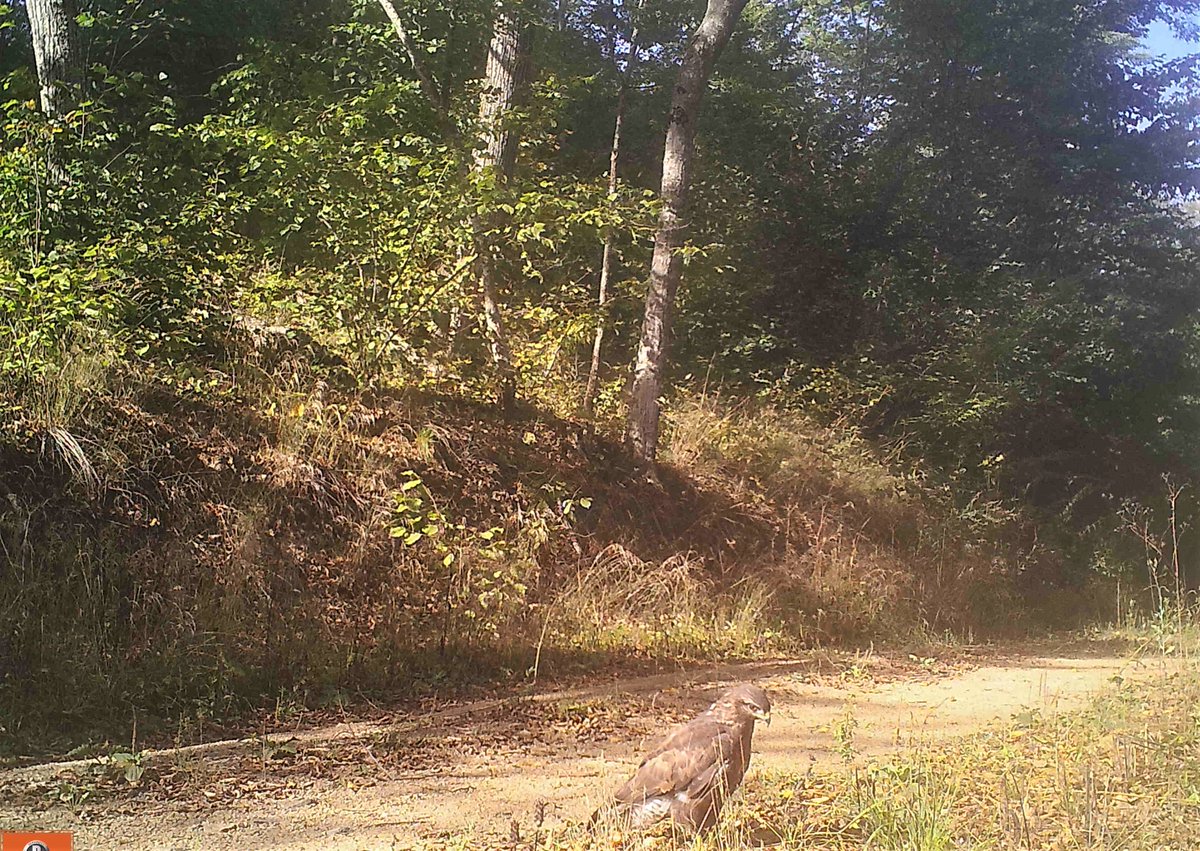 RNP_Romsilva's tweet photo. Biodiversitate 🦅🦌🐺 în Parcul Național Munții Măcinului în imagini de pe una din camerele de monitorizare a faunei, în luna septembrie.
#Macin #nationalparks #fauna #wildanimals #biodiversity #Romania https://t.co/zKeLY1TjbA