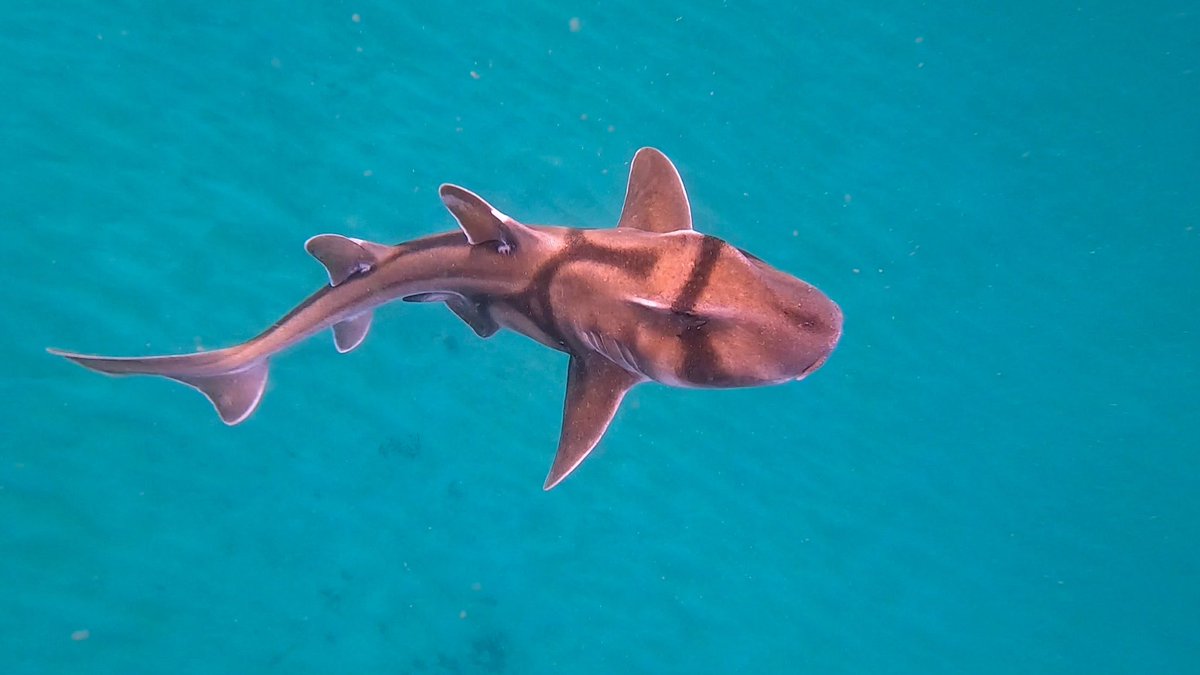 mishydeecee's tweet photo. Who knows where the Port Jackson sharks go when they vanish from our (south coast Oz) waters at this time? @WhySharksMatter? It’s such a mystery. #spiritfish https://t.co/3HeLLykeGE