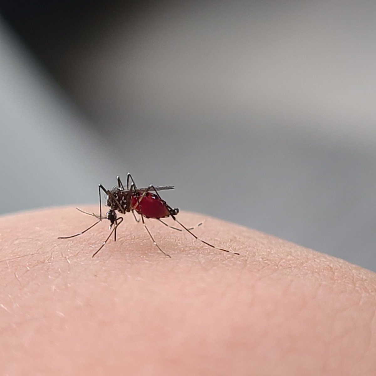 well okay i found a lil mosquito that wanted to land on me so i let it do what it wanted

i didnt resist. just watched with open curiosity. man, the bite doesn't each, it FUCKING HURTS WTF