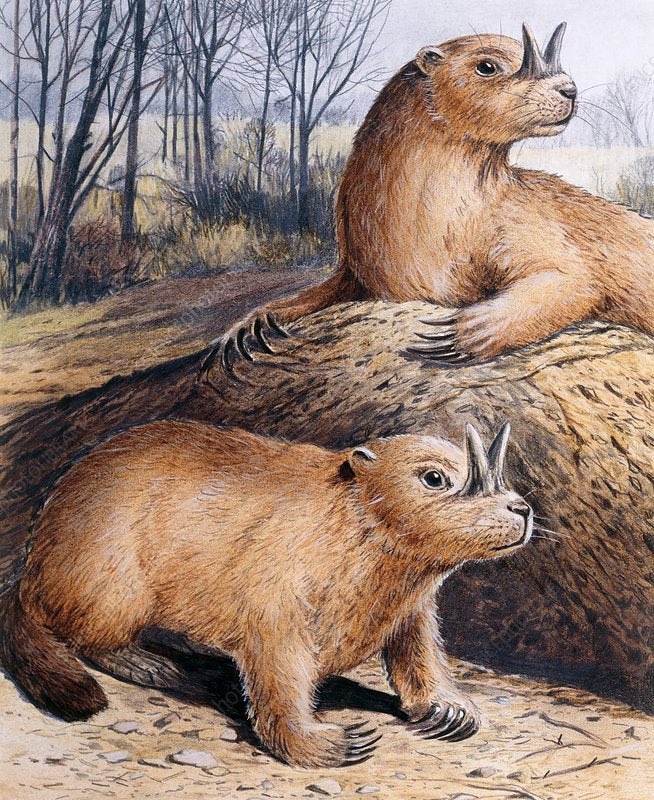 me n edith just readin up on the horned gopher the only rodent to learn how to grow horns

yet

i know what were doin this winter

itll be like always havin your own cheese knife