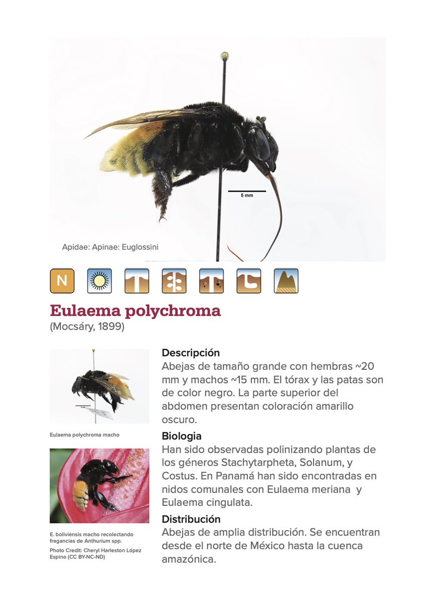 Margarita Lopez-Uribe (@mmlopezu) on Twitter photo Stay tuned for our upcoming booklet about the #bees of "Parque Chicaque" <a href="/ChicaqueParque/">Chicaque parque turistico</a> - cloud forest in Colombia #BeesOfColombia #NSFfunded <a href="/lopezuribelab/">Lopez-Uribe Lab</a> <a href="/PSU_Entomology/">Penn State Entomology</a> <a href="/beaslab/">beaslab</a> <a href="/ElBoroJoJo_/">Jesus Jacome-Garcia</a> <a href="/NicolsRengifo2/">Nicolás Rengifo</a> <a href="/Natcastle_/">Natalie Castillo</a> Stay tuned for our upcoming booklet about the #bees of "Parque Chicaque" <a href="/ChicaqueParque/">Chicaque parque turistico</a> - cloud forest in Colombia #BeesOfColombia #NSFfunded <a href="/lopezuribelab/">Lopez-Uribe Lab</a> <a href="/PSU_Entomology/">Penn State Entomology</a> <a href="/beaslab/">beaslab</a> <a href="/ElBoroJoJo_/">Jesus Jacome-Garcia</a> <a href="/NicolsRengifo2/">Nicolás Rengifo</a> <a href="/Natcastle_/">Natalie Castillo</a>