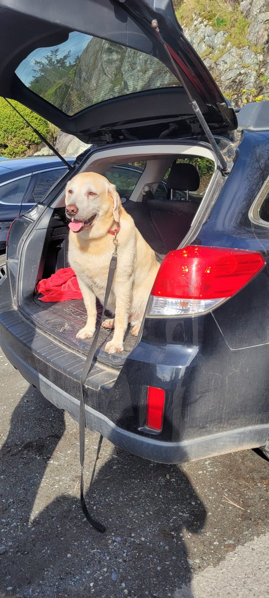 Geologist_Jo's tweet photo. @dog_rates @subaru_usa This is Charlie. Rescued from neglectful family at 2, living his best life and traveling in Outback style.  Just had his 10th birthday and celebrated with 🥩 https://t.co/y1VMUWn44h
