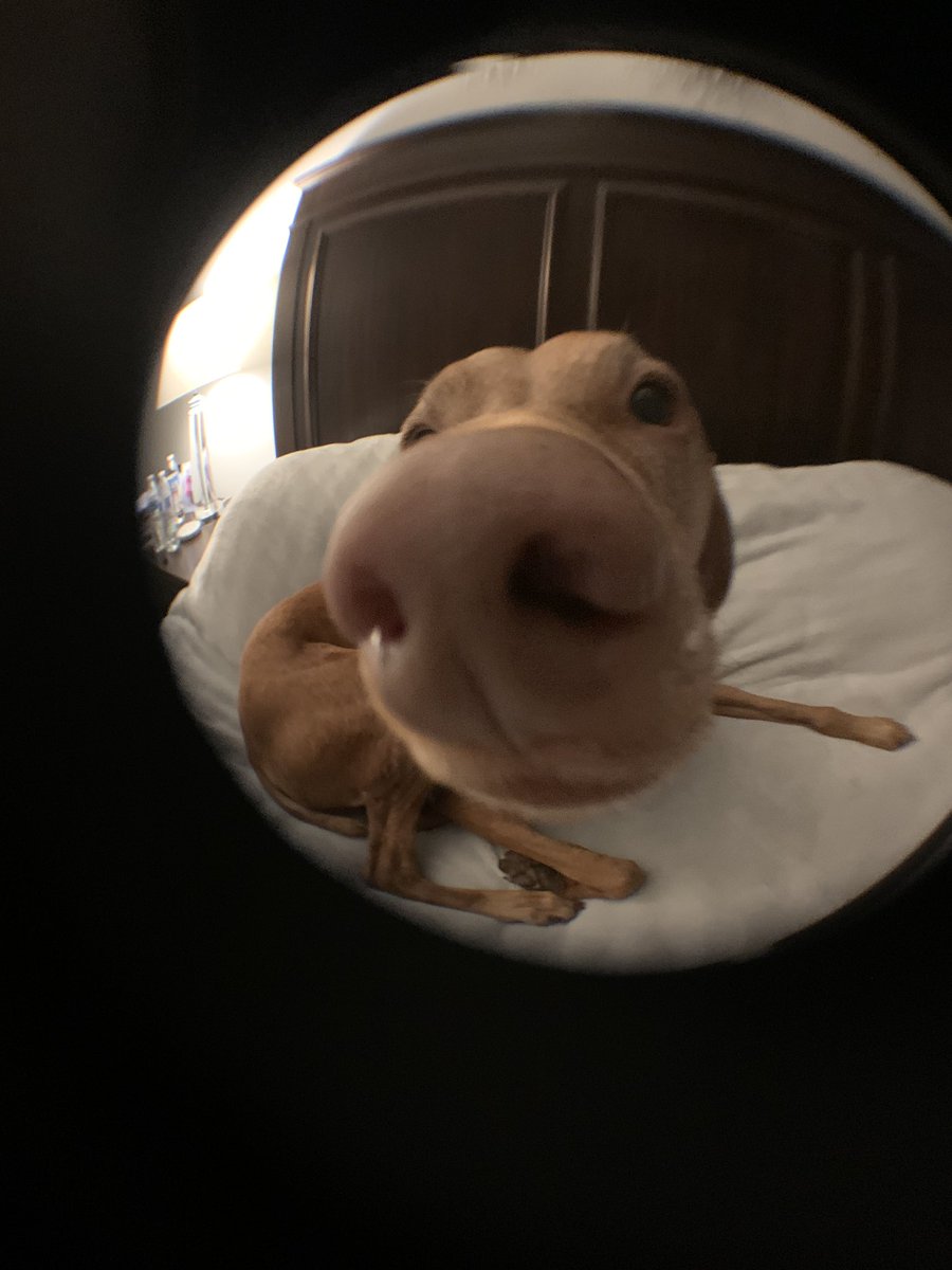 grofy_'s tweet photo. just thought this needed to be on the internet https://t.co/t4BIwYA4zm