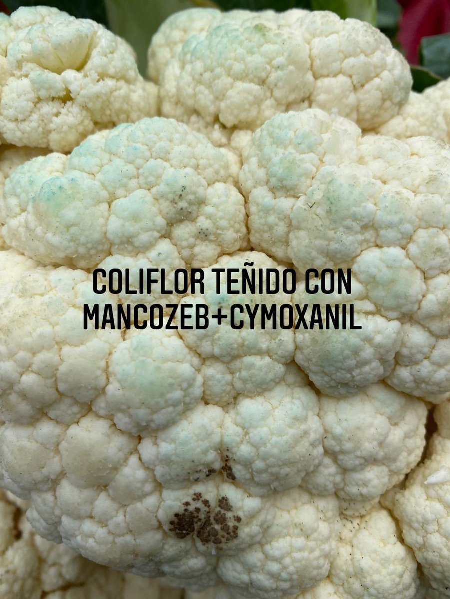 GomeroOsorio1's tweet photo. Alerta consumidores, esta foto es del mercado santa Anita, si usted ve en las verduras que compra el color azulado no lo compre, porque es una evidencia de que ha sido fumigado con un fungicida conocido como Mancozeb +Cymoxanil que afecta al balance hormonal, cuide su salud. https://t.co/YrJtMhG8q6