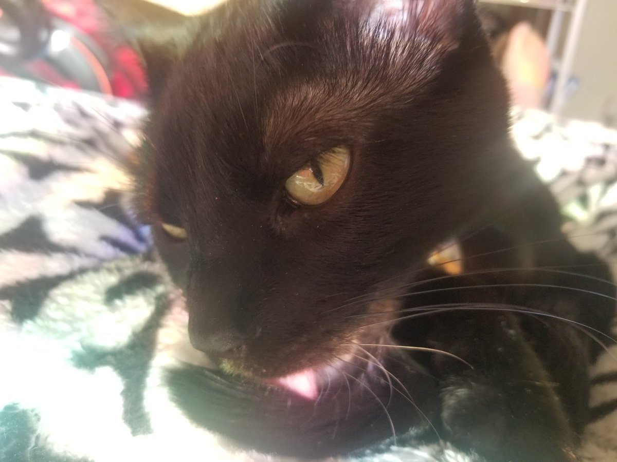 mikknu's tweet photo. Some Tim, to finish out the day c: Goodnight everyone! 

#studytwtpets https://t.co/4Ih78WQYaB