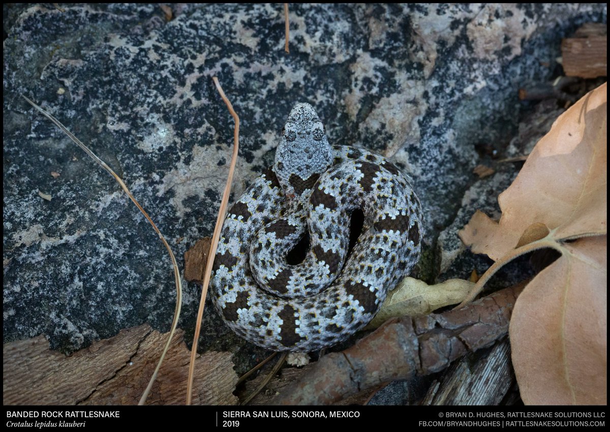 rattlesnakeguy's tweet photo. A really pretty young Banded Rock Rattlesnake from just over the border (northern Sonora MX) a few years ago. https://t.co/qlTNQUS3DA