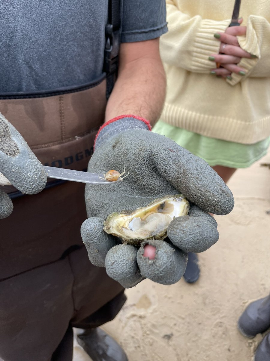 Thanks <a href="/talbenhorin/">Tal Ben-Horin</a> and <a href="/WaterUNC/">Rachel Noble</a> for the hands-on lesson about oyster mortality events!
