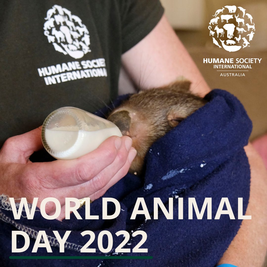 HSI Australia On Twitter Today Is World Animal Day A Day To 
