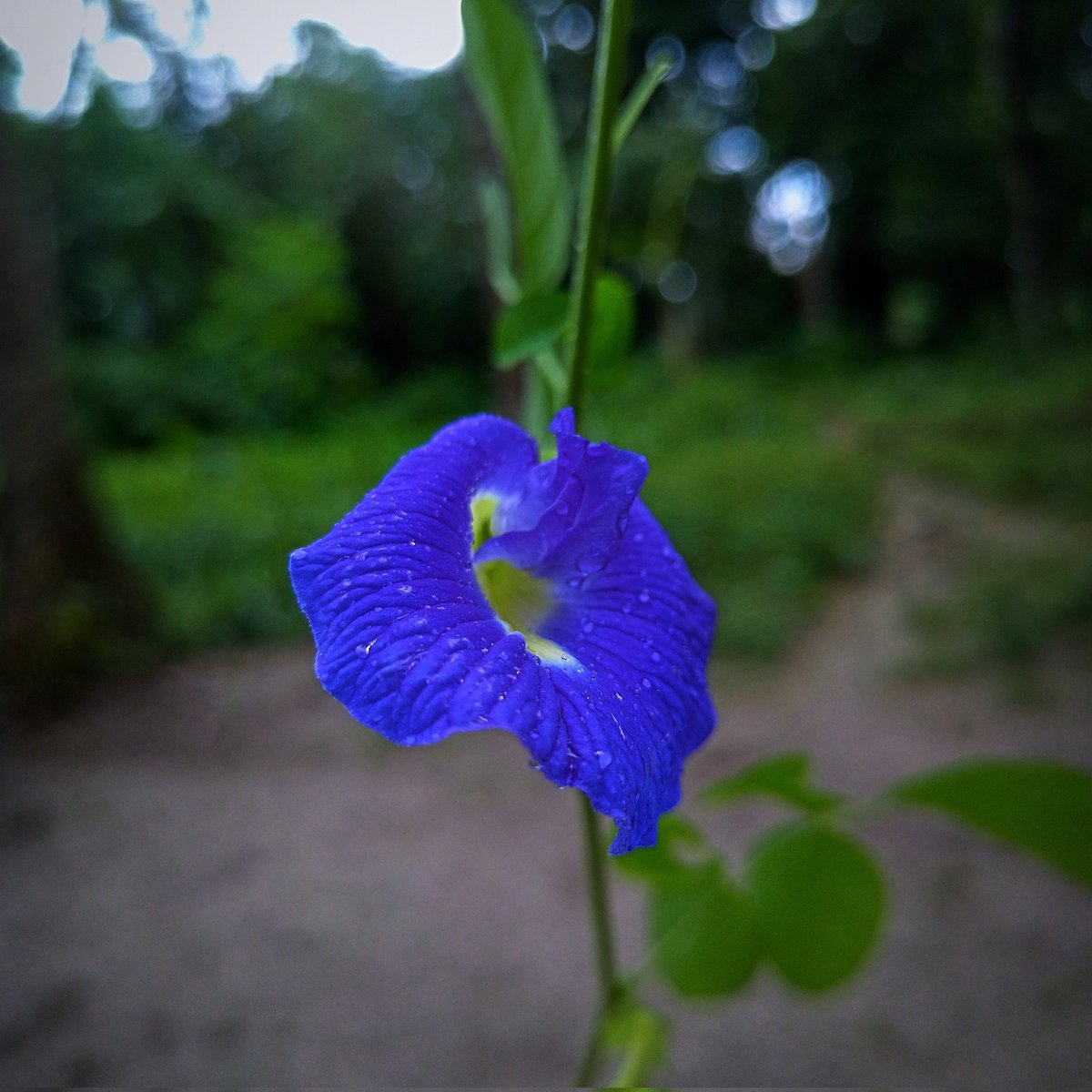 s80alam's tweet photo. #photography #naturegraphy #naturalphotography #flowers #photoshop #photoedit #productpicture https://t.co/d04uP4x1An