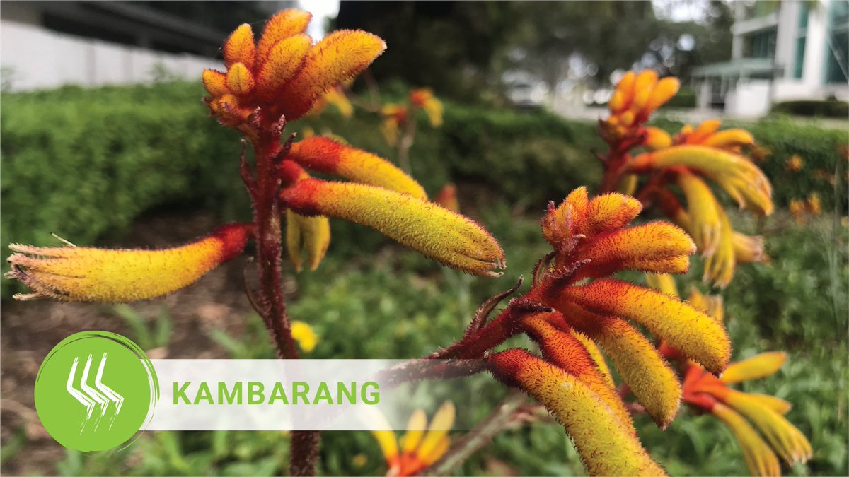 AISWA_education's tweet photo. #Kambarang runs through October and November. Birds are manga-k nyininy (nesting), plants and shrubs maladjiny (growing), flowers yalkaranginy (blossoming) and bees are busy djilya warniny (making honey). Aliwa noorn! Watch out for black snakes as they come out of hibernation. https://t.co/l45C8lKSys