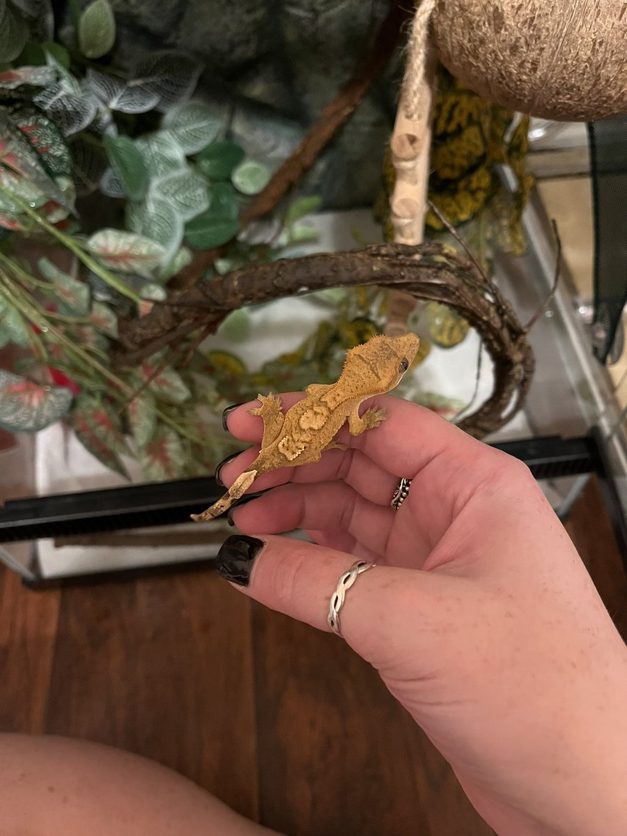 Just some cute little gecko pictures to get you through the rest of your Monday!