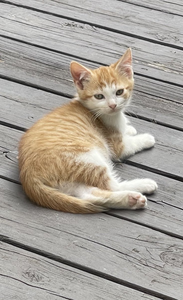 cararenee's tweet photo. Baby girl Libby Lu. 💞🎀🐈😻 https://t.co/rVd8RhuWQA